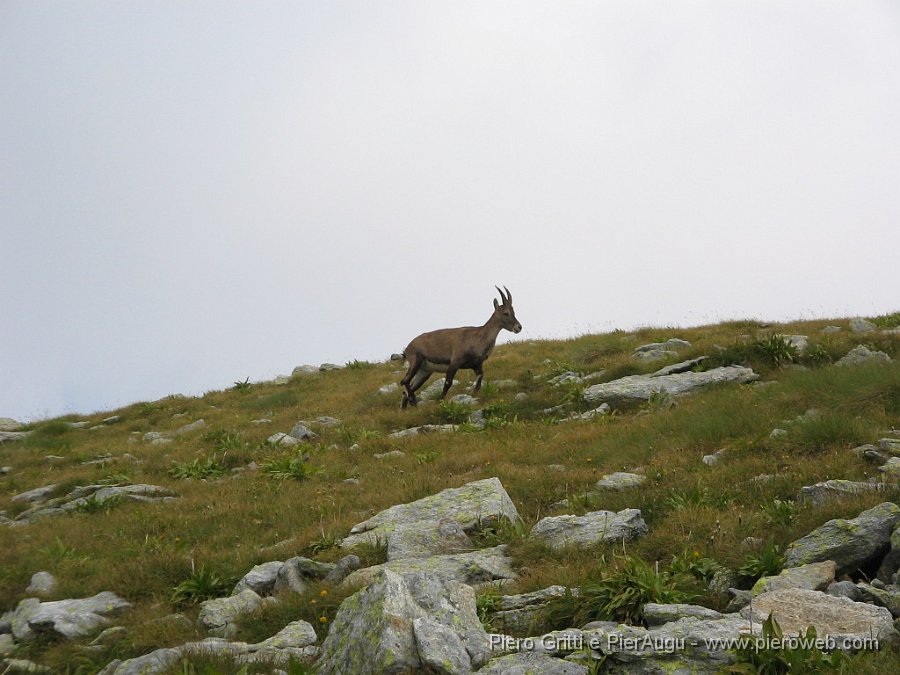 CornoStella 029.jpg - Uno stabecco ci affianca